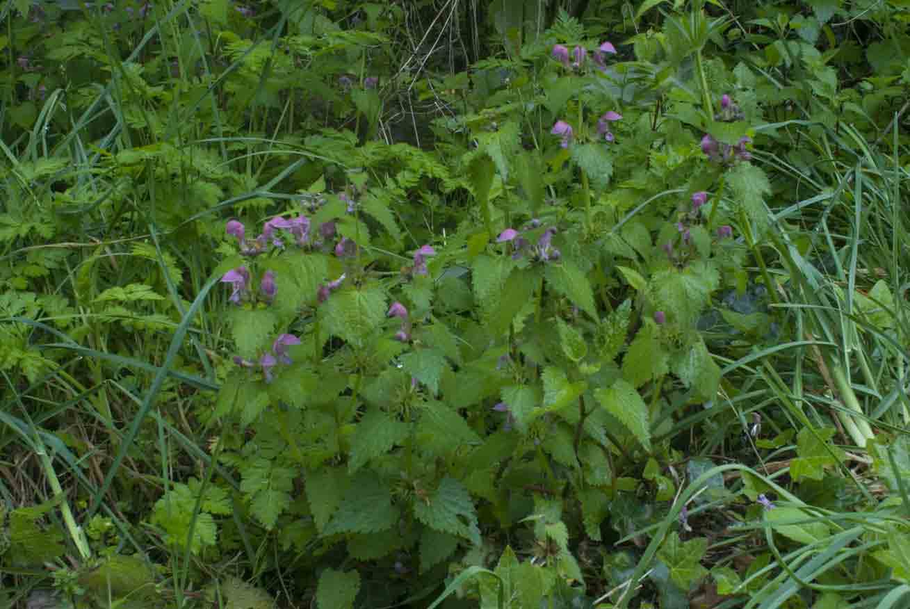 Lamium orvala?